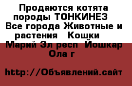 Продаются котята породы ТОНКИНЕЗ - Все города Животные и растения » Кошки   . Марий Эл респ.,Йошкар-Ола г.